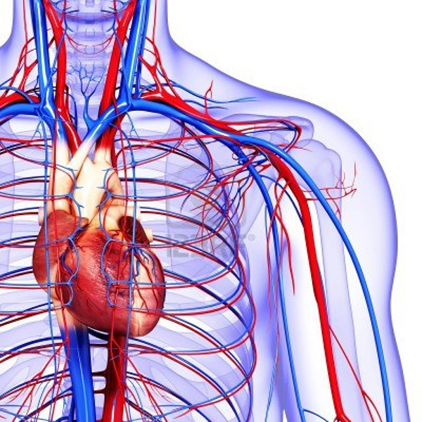 human-heart-circulatory-system-circulato