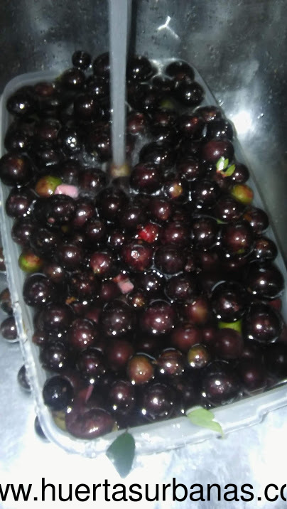 huertasurbanas_com_20191010_093129Eldorado_gota-3