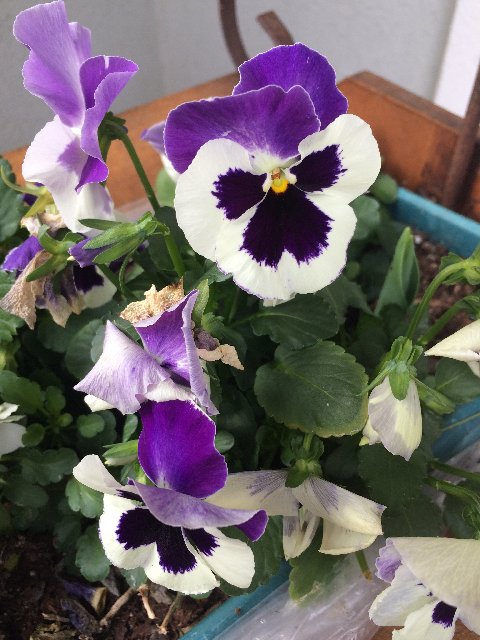 [Image: IMG-0545.jpg]