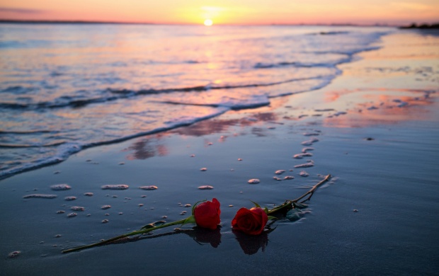 An den Beitrag angehängtes Bild: https://i.postimg.cc/4d8qJsXt/sea-sunset-roses-t3.jpg