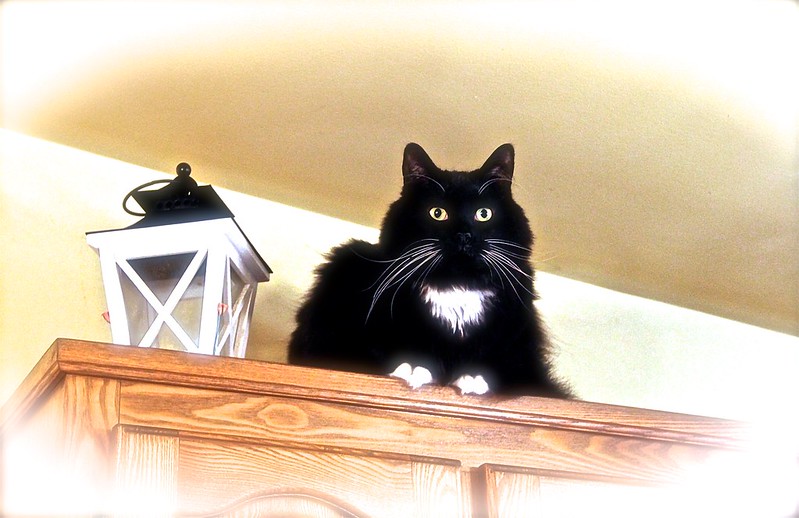 blacknwhite-cat.jpg