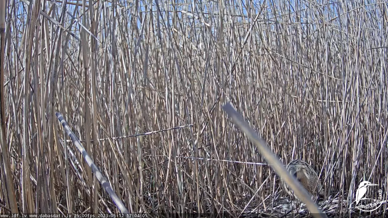 Lielais dumpis (Botaurus stellaris) Engurē - LDF tiešraide 9-42-34 screenshot