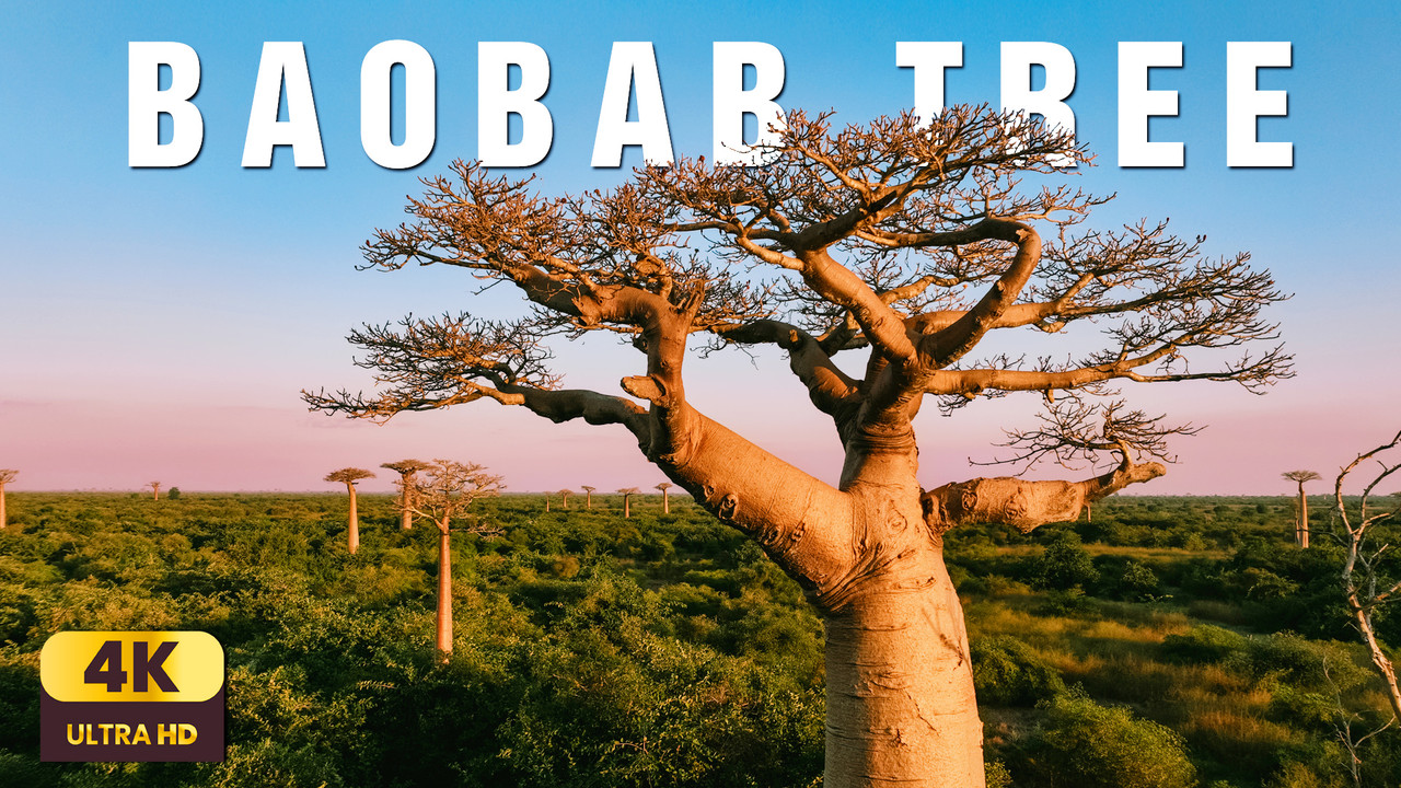 Rhythm of the Wild: Baobab – The Tree That Remembers Rain