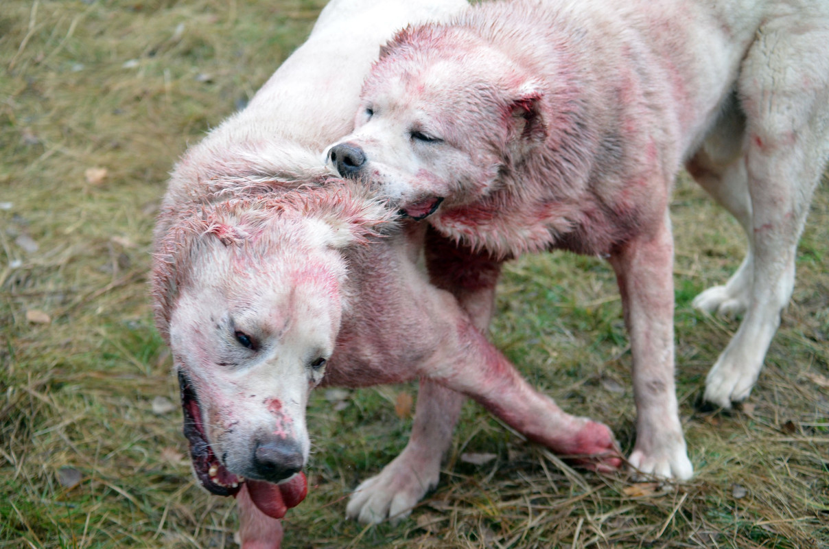 Самурыч-Уран 3     (8)