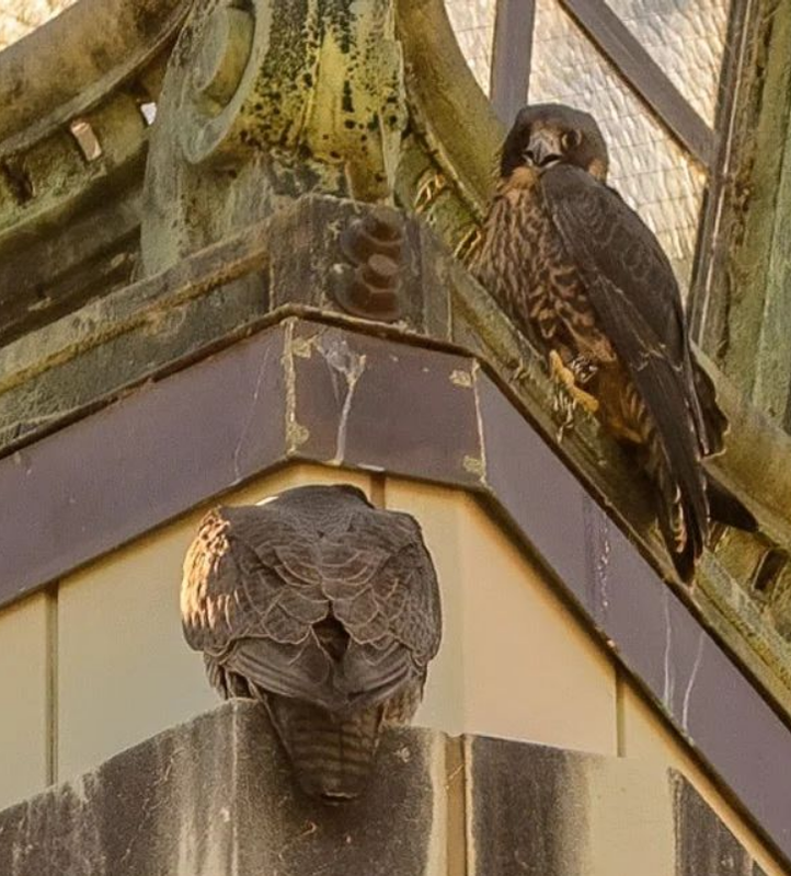 Screenshot 2022-06-21 at 05-06-14 Moon Rabbit Rising (@moon_rabbit_rising) • Instagram photos and vi