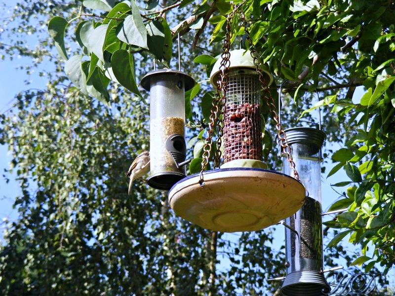 Bird-feeders-sparrow-Garden-HD.jpg