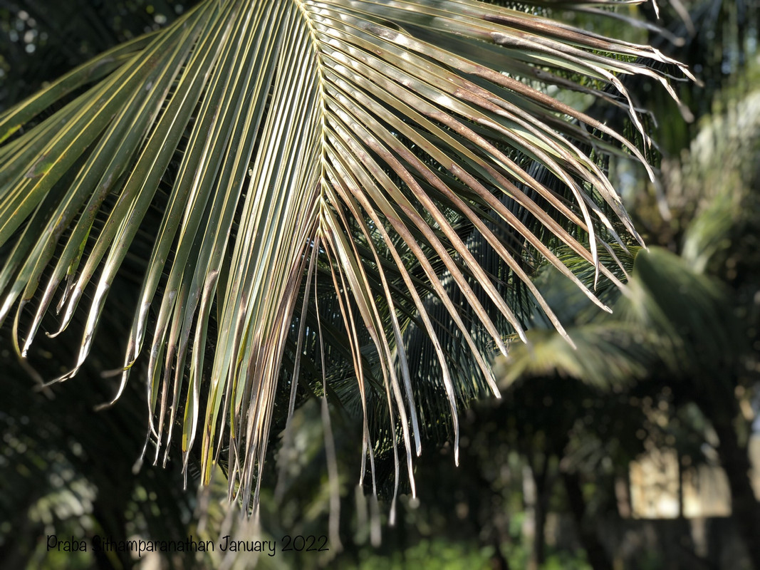 C24-B5-B97-5384-4125-B5-BC-4-DD14580-BA5