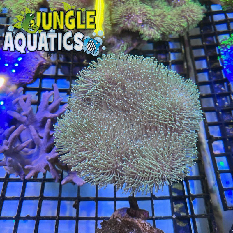 Coral Image