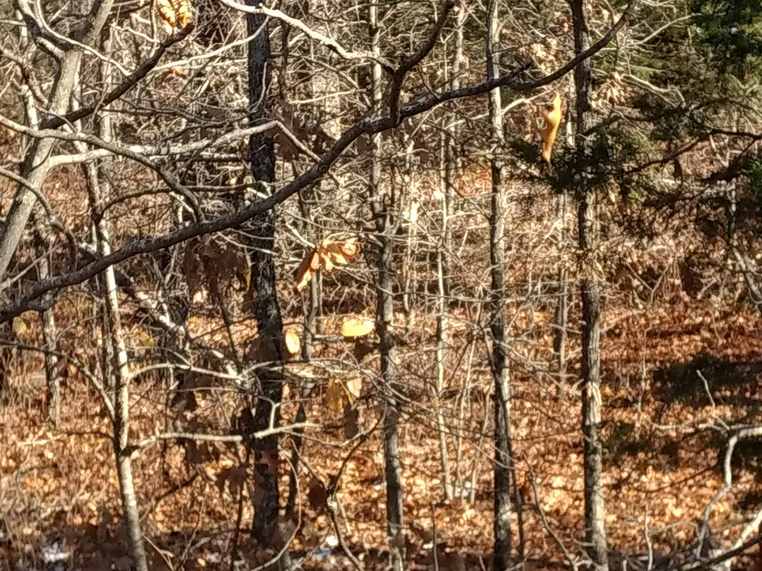 IMG_20181110_100356718