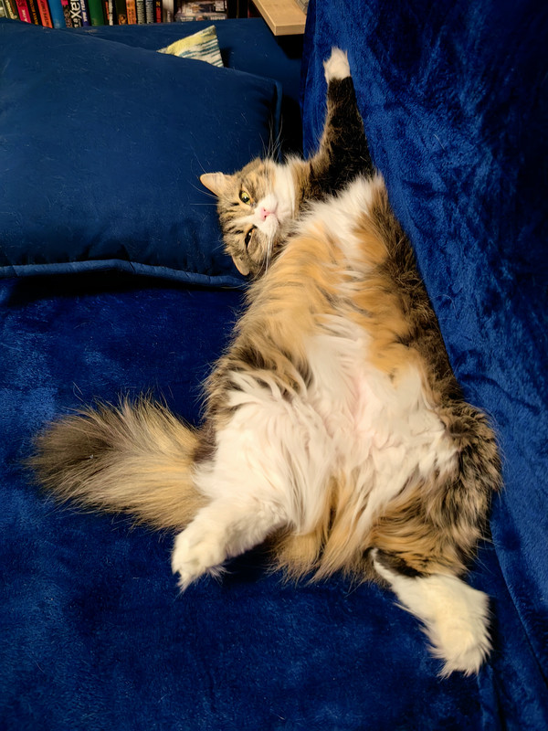 IMG_20250126_165755_edit_477077819973372