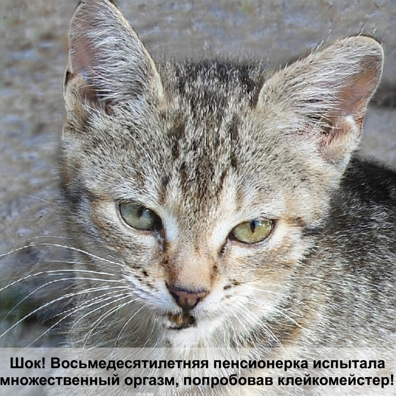 окрасы британских кошек таблица