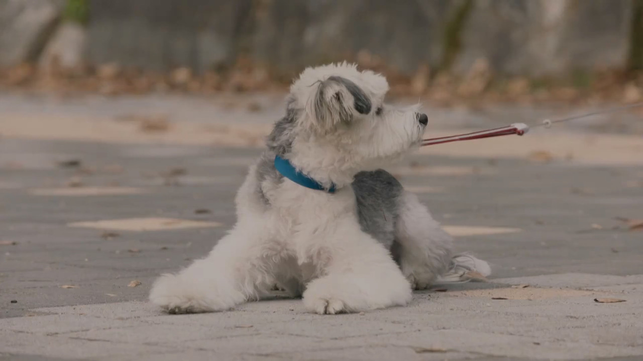 365 Repeat the Year 2020 S01 1080p Webrip KOREAN x265 10bit AAC 2 0 HxD TAoE