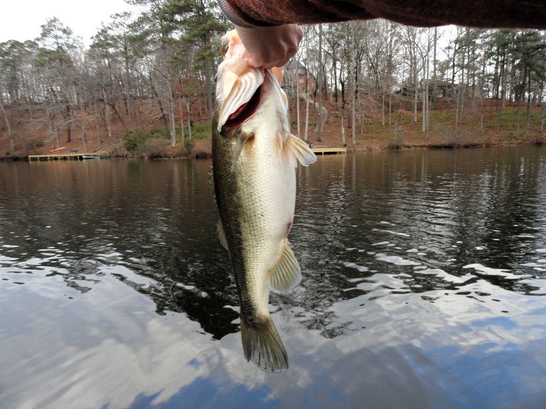 5-5-on-red-blade-bait2.jpg