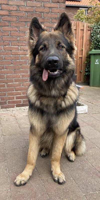 Afbeelding