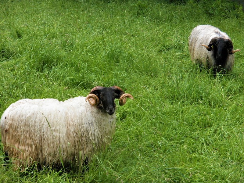 PICOS DE EUROPA-16-5-2013-LEON/ASTURIAS/CANTABRIA - Paseando por España-1991/2016 (73)