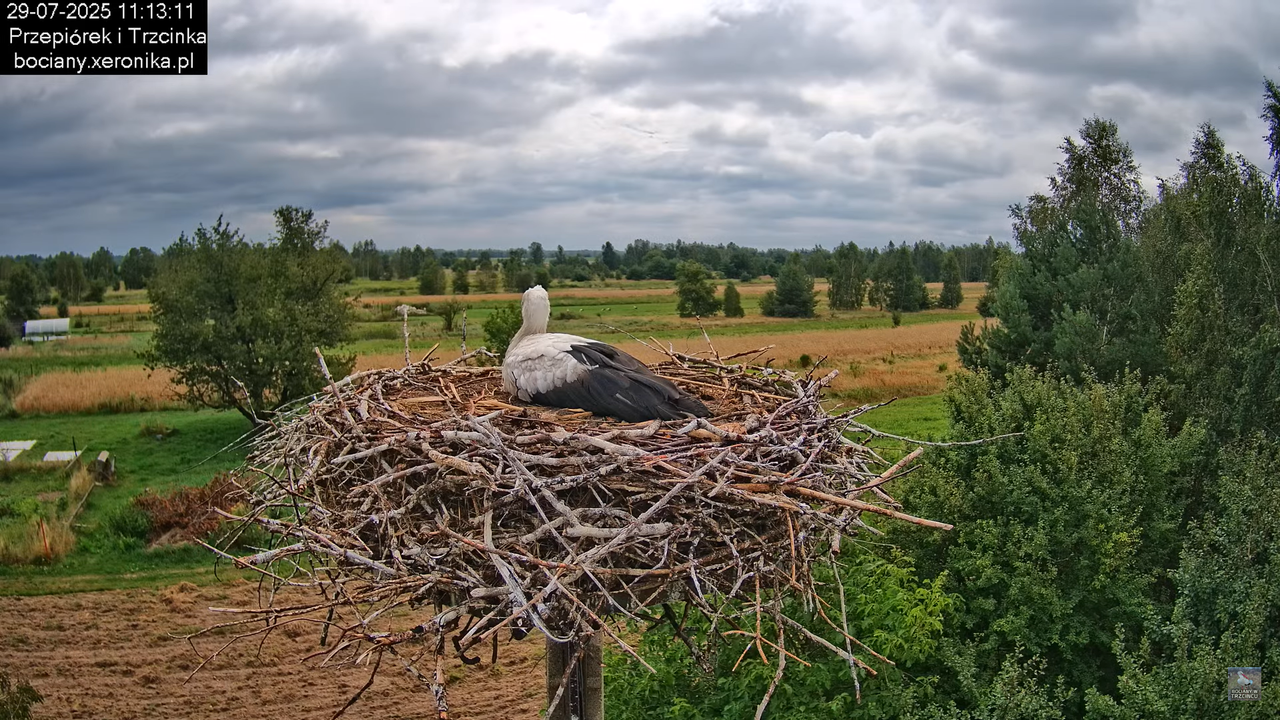 29072025bociany23