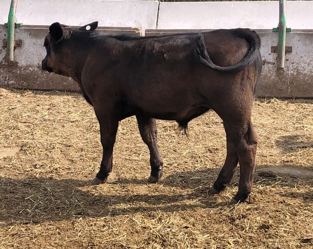 Boulder calf 2020-08-07 16.48.41