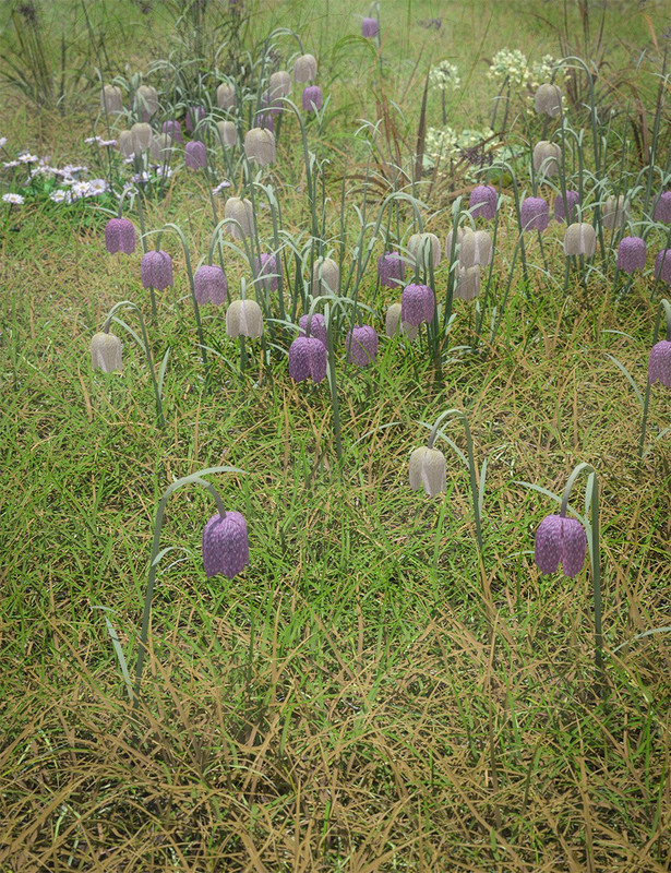 Meadow Flowers – Low Res Snakeshead Fritillary