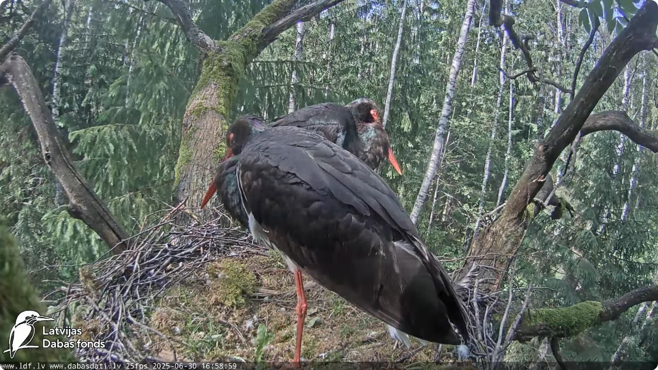 Screenshot 2025-06-30 at 20-32-41 Melnais stārķis (Ciconia nigra) Ogres novadā - LDF tiešraide - You