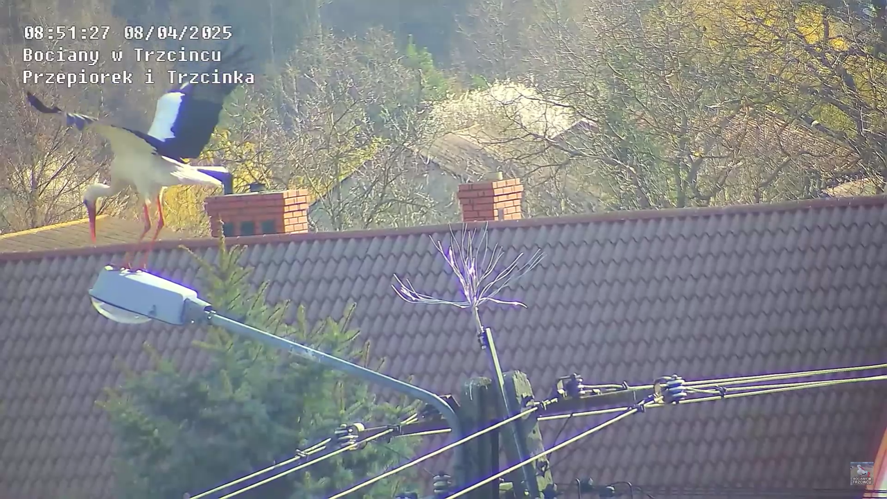 08042025bociannalatarni_18