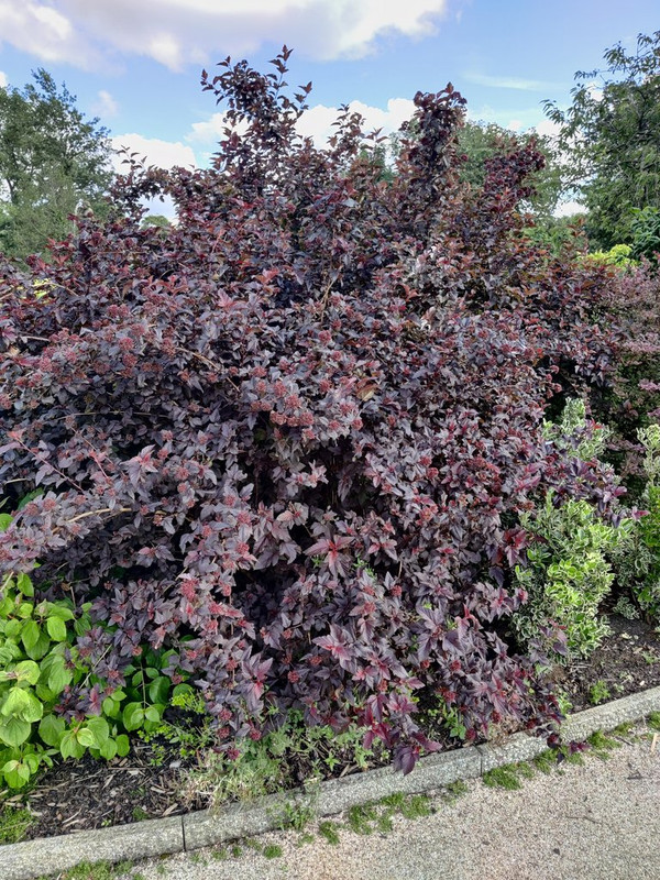 IMG_20200802_171707 stock