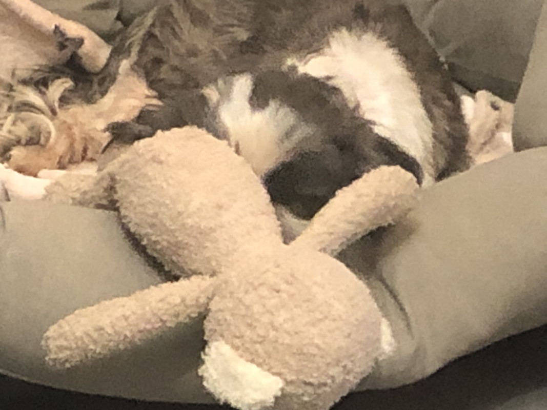 [Image: 1-C080-D83-B502-45-D5-B66-F-04-CDEA5-A447-F.jpg]