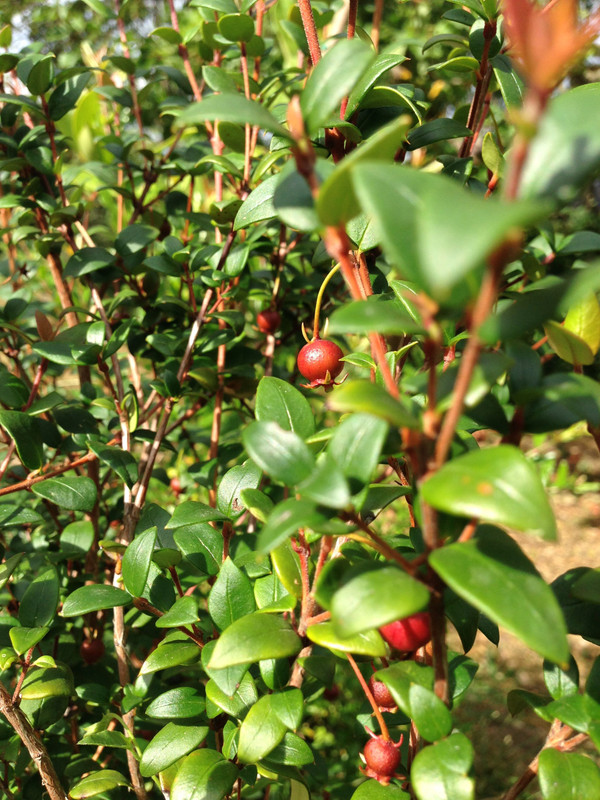 Ugniberry - 2