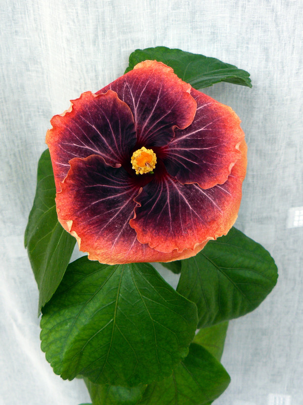 Petar's Aphrodite - HVH Thunderhead   x   RK Black Pearl 18 , 24.1.2023, first bloom