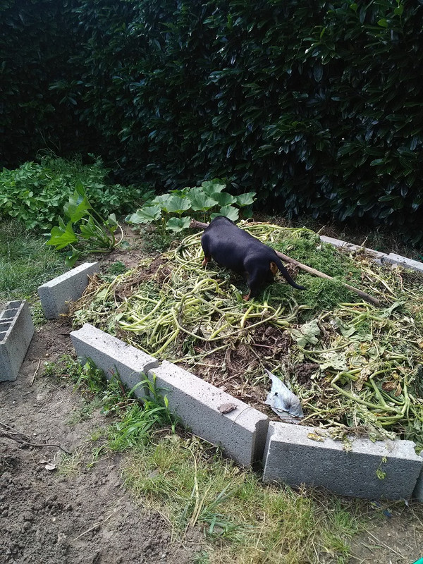 [Image: Composte.jpg]