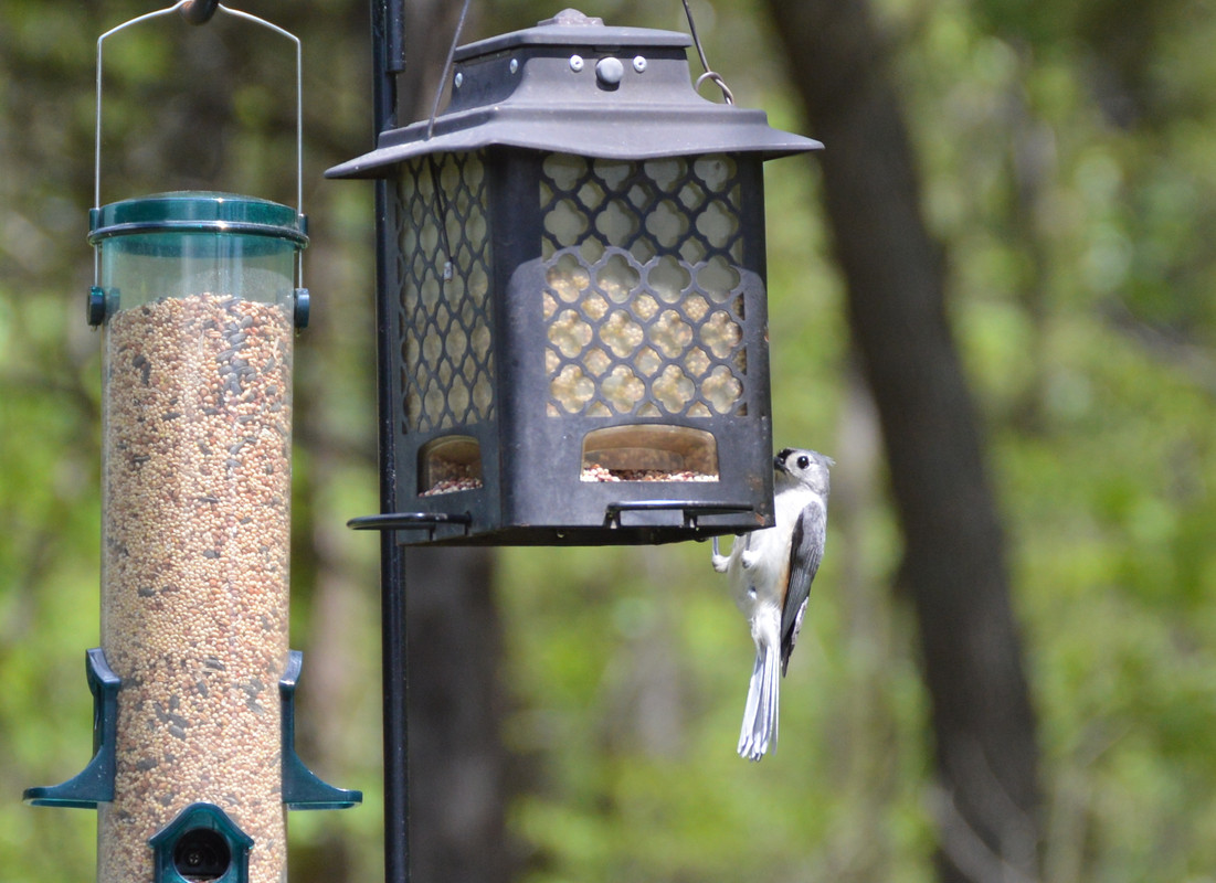 2021-5-6 Tufted Titmouse (6)