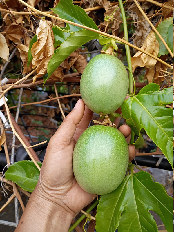 qinmi9 green fruits