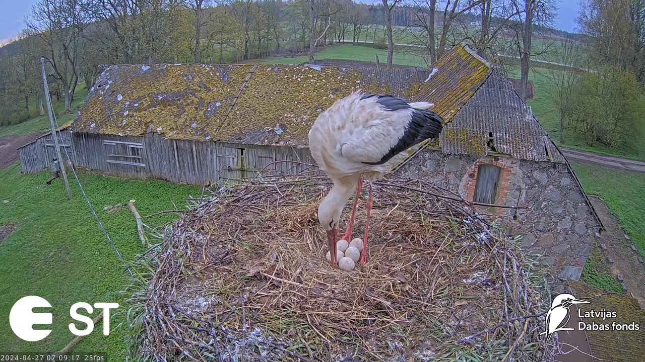 Baltie stārķi (Ciconia ciconia) Tukuma novadā - LDF tiešraide __ White storks in Tukums, Latvia 10-5