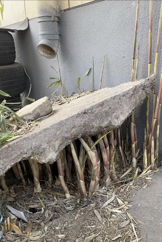 636D4A93-246F-423A-973E-7353493FD903