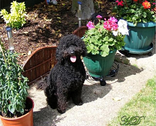 dog-stan-in-the-garden-HD.jpg