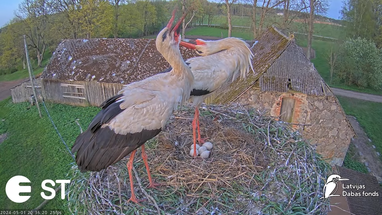 Baltie stārķi (Ciconia ciconia) Tukuma novadā - LDF tiešraide __ White storks in Tukums, Latvia 12-4