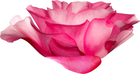 Rose4