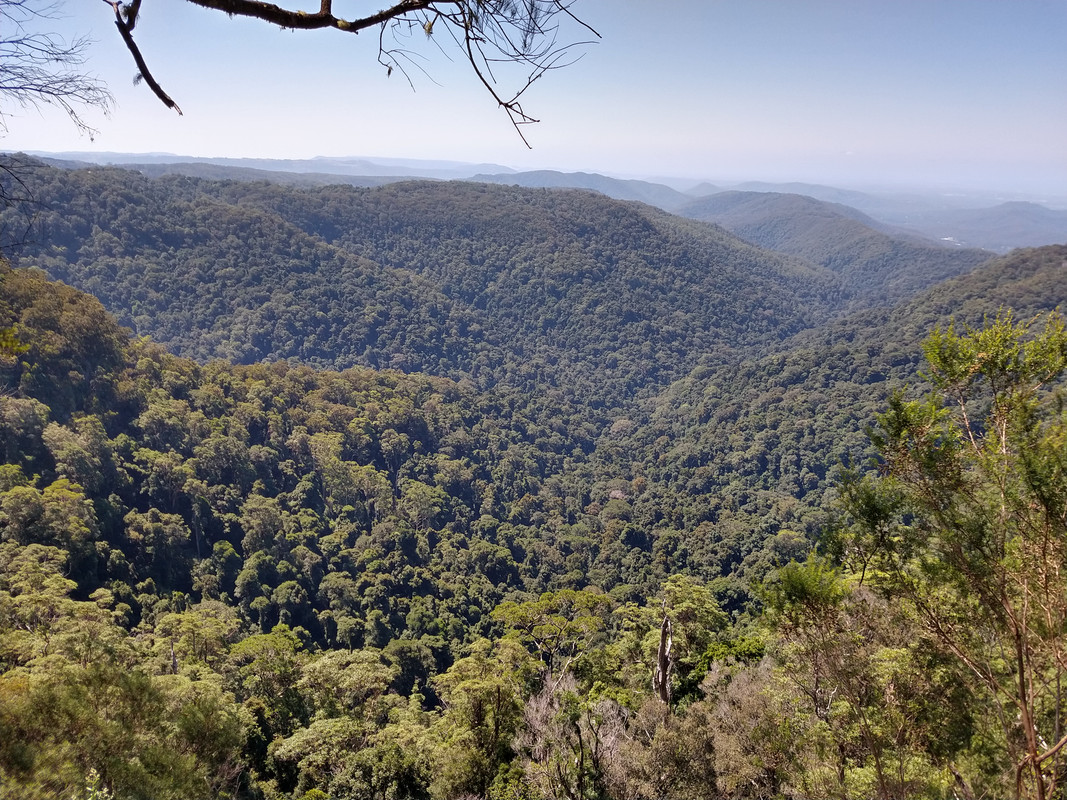 AUSTRALIA , "QUE GRAN PAIS" - Blogs de Australia - SPRINGBROOK NATIONAL PARK (6)