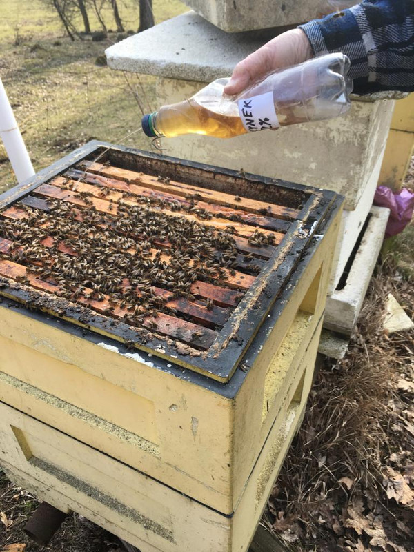 Pelyněk pokap 25.3.21