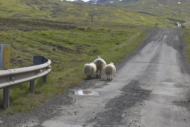 DIA 9 JULIO/22 PENINSULA DE TROLLS Y PENINSULA DE VATNSNES...y VEMOS FOCAS!!! - Islandia, 17 días..."sin sus noches" Julio 2022 (3)