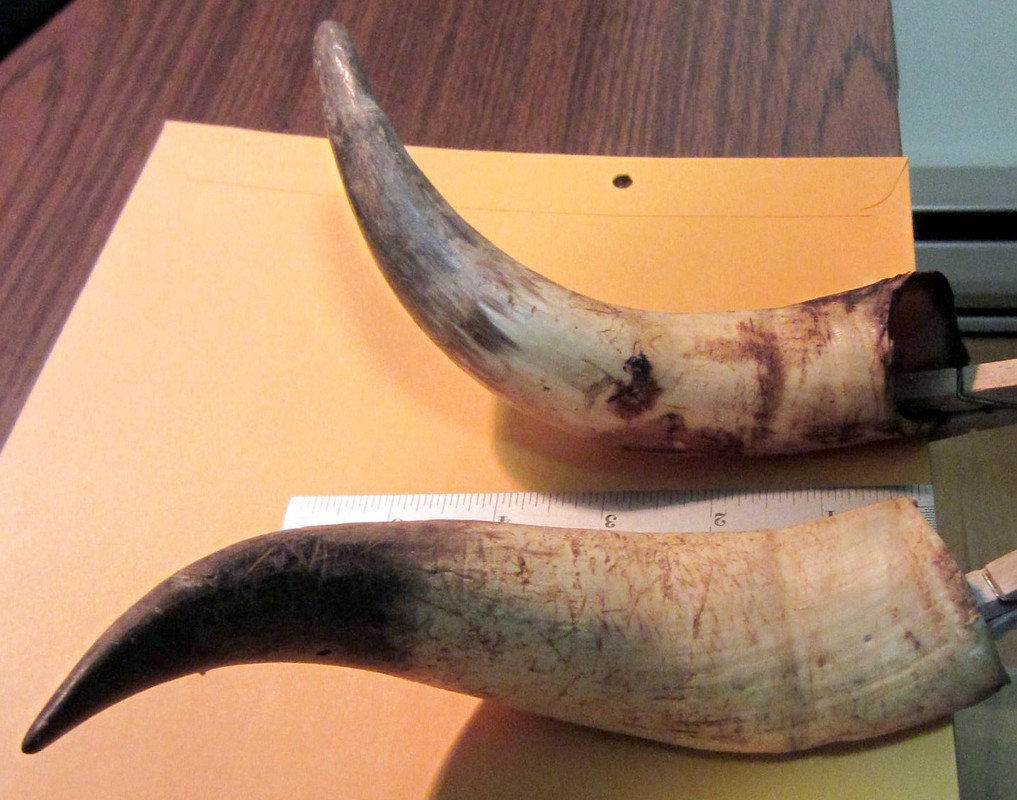 Horns 2A