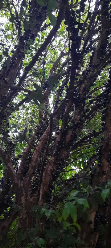 Huertasurbanas_com-360bf416-96a6-4599-b535-b19909f436b4.jpeg-20211003_164956Jaboticaba_San_Ignacio