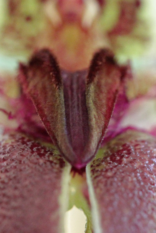 Bulbophyllum fascinator (Rolfe) Rolfe-008