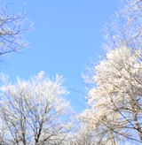 Weißer Reif auf Bäumen (Nov. 2025)