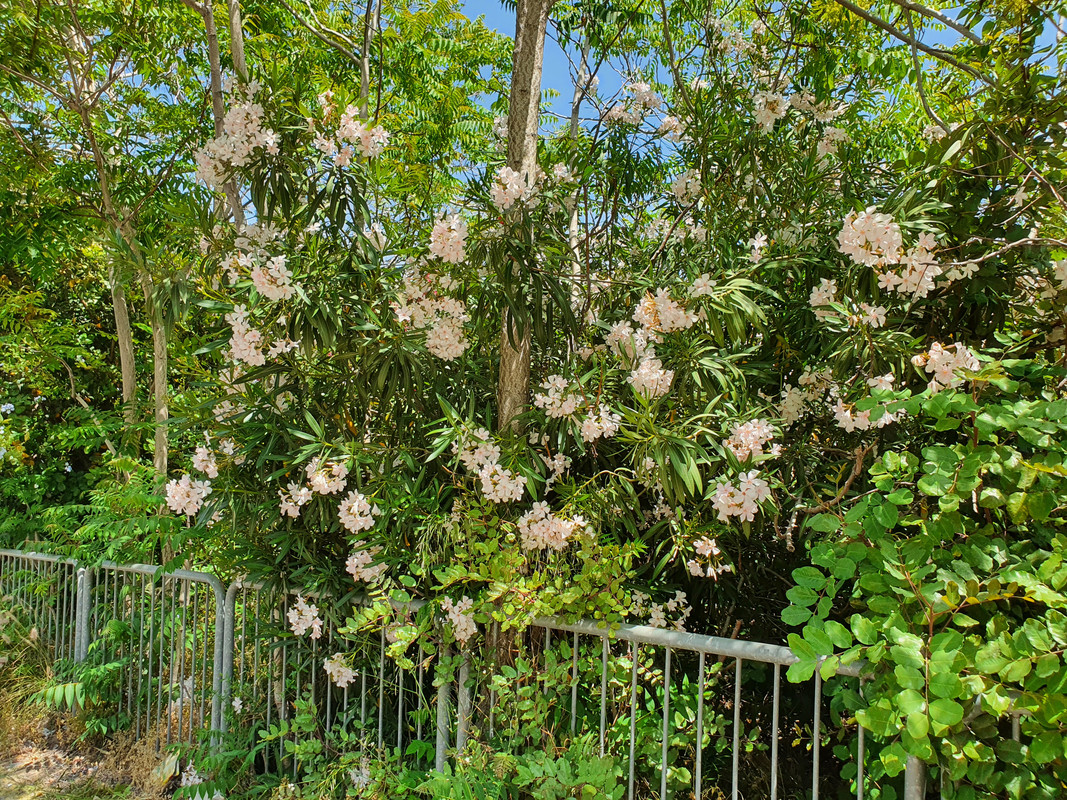 Белый олеандр на хайфской улице Дорога Руппина