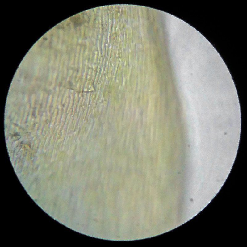 IMG 20250614 205037 HDR