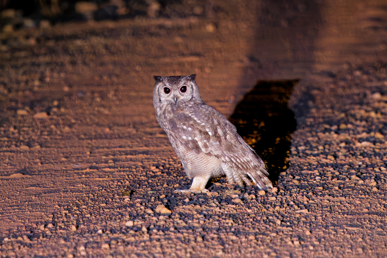 Greyish Eagle Owl837 Dx O