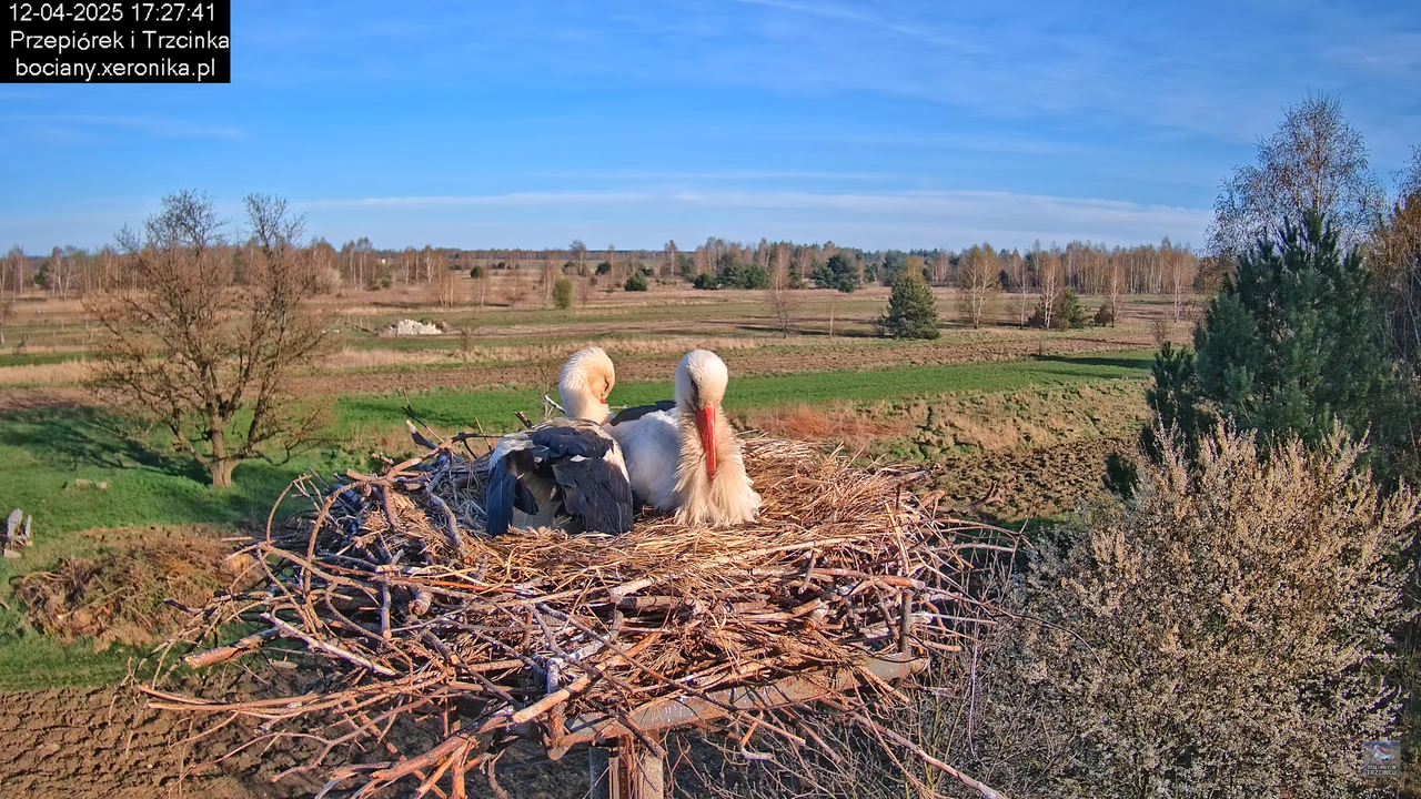12042025bociany16