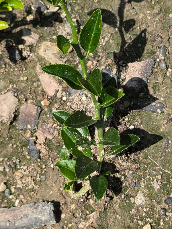 PXL_20240723_183130727