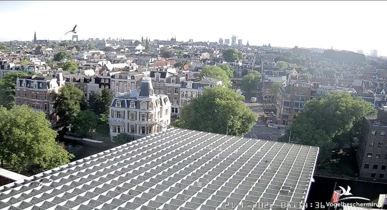 Amsterdam/Rijksmuseum screenshots © Beleef de Lente/Vogelbescherming Nederland - Pagina 30 Video-2022-06-21-081821-Moment