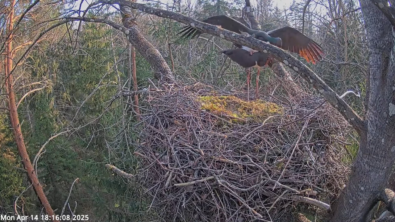 Must-toonekurg 3 __ Ciconia nigra __ Melnais stārķis 8-8-20 screenshot